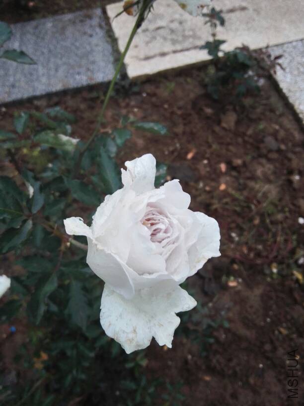 155508j0atkoca9sa99hqt.jpg