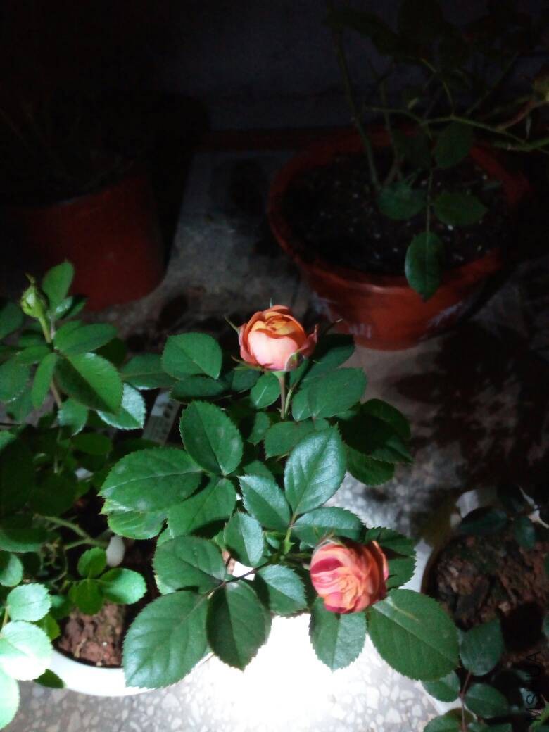 200107cec0gmlch39ehm0z.jpg