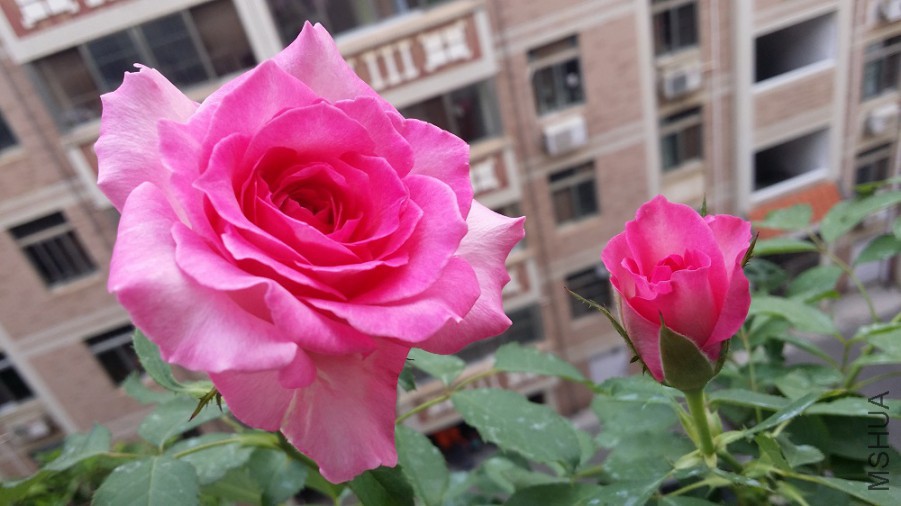 ����Ů��1.jpg