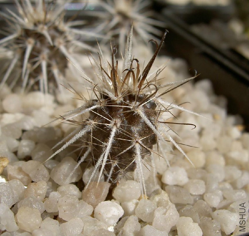 2009-08-08_Austrocactus_patagonicus_Zoom.jpg