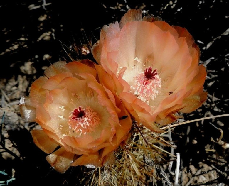 Austrocactus_bertinii_23502_l.jpg