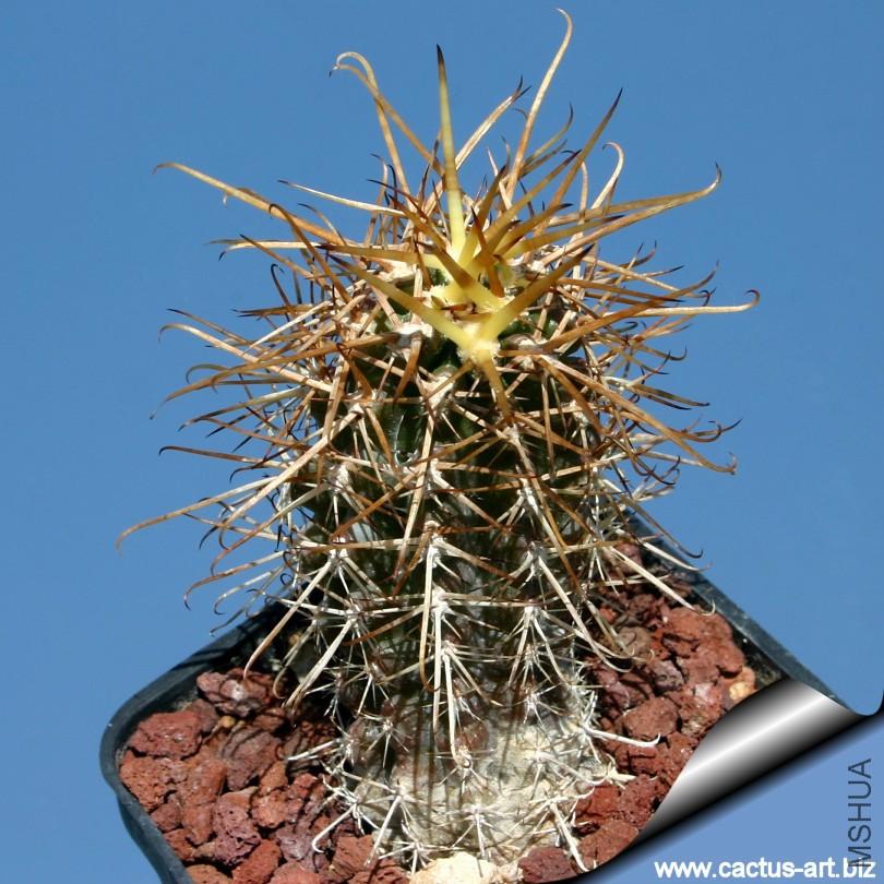 Austrocactus_bertiniii_01_810.jpg