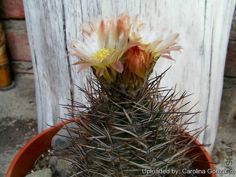 Austrocactus_patagonicus_23359_l.jpg