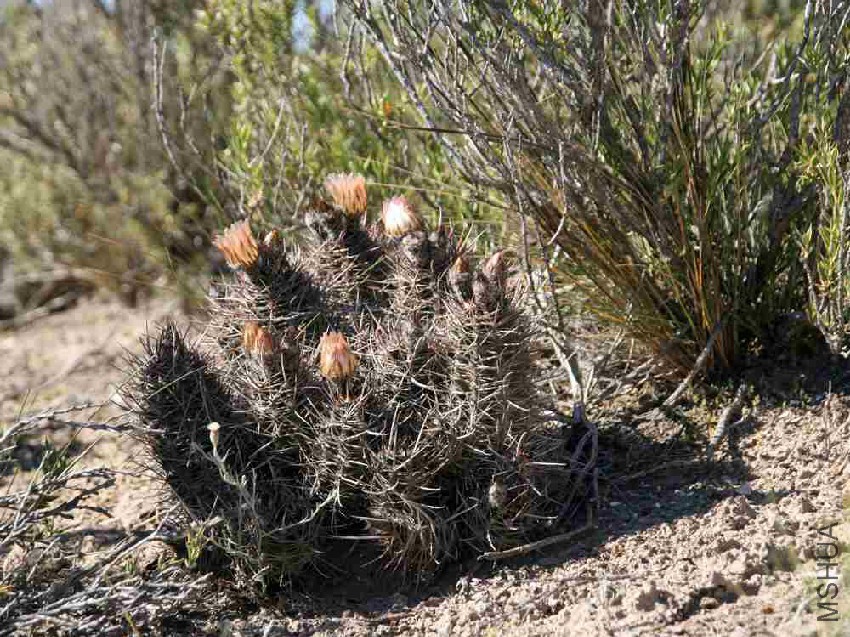 Austrocactus_SAR_2482_Camarones.jpg