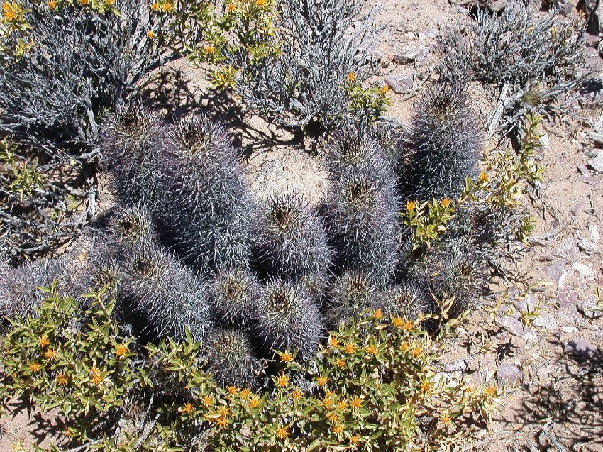 Austrocactus10.jpg