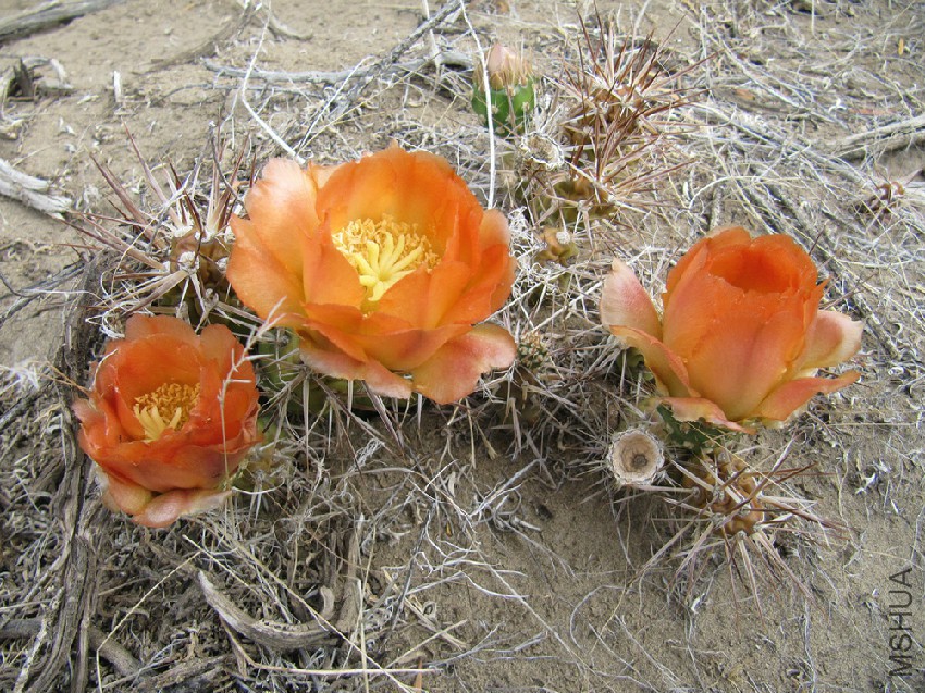 Austrocactus-patagonicus.jpg