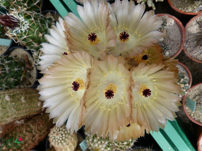 austrocactuspatagonicusbloemen.jpg