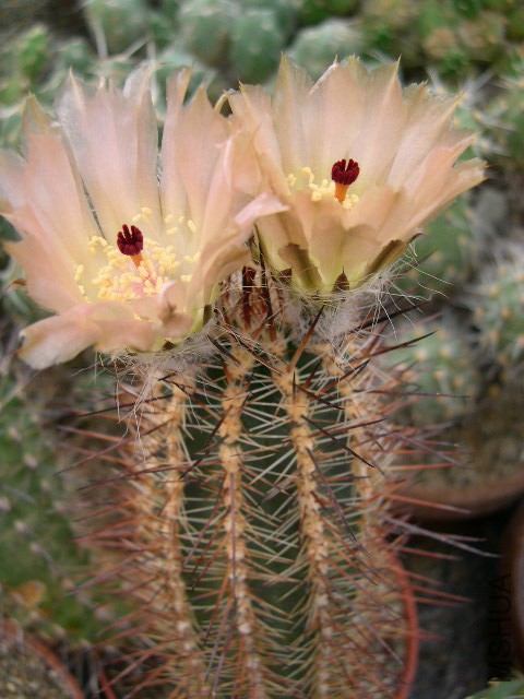 Austrocactuspatagonicus-vi.jpg