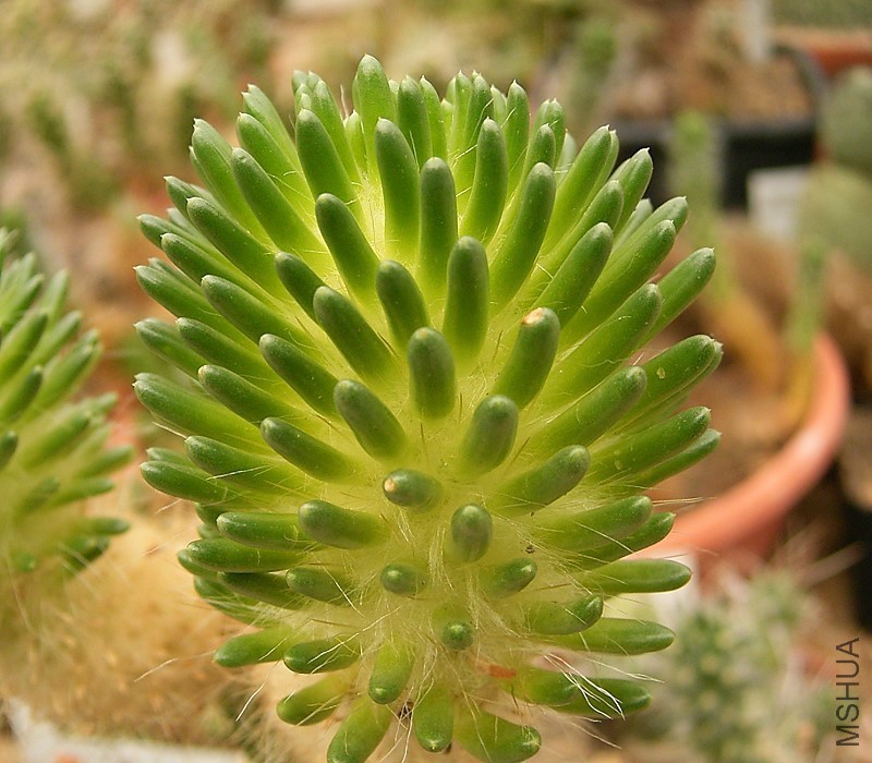 Austrocylindropuntia_lagopus_01_ies.jpg