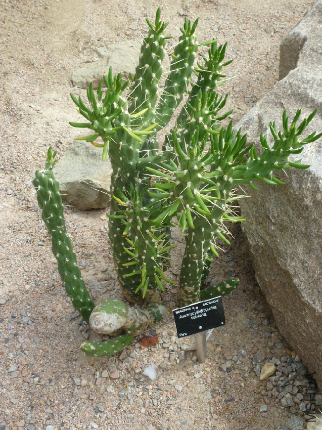 Austrocylindropuntia_subulata_(Cactaceae).jpg