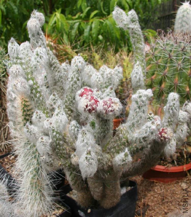 Austrocylindropuntia_vestita_fruits.jpg