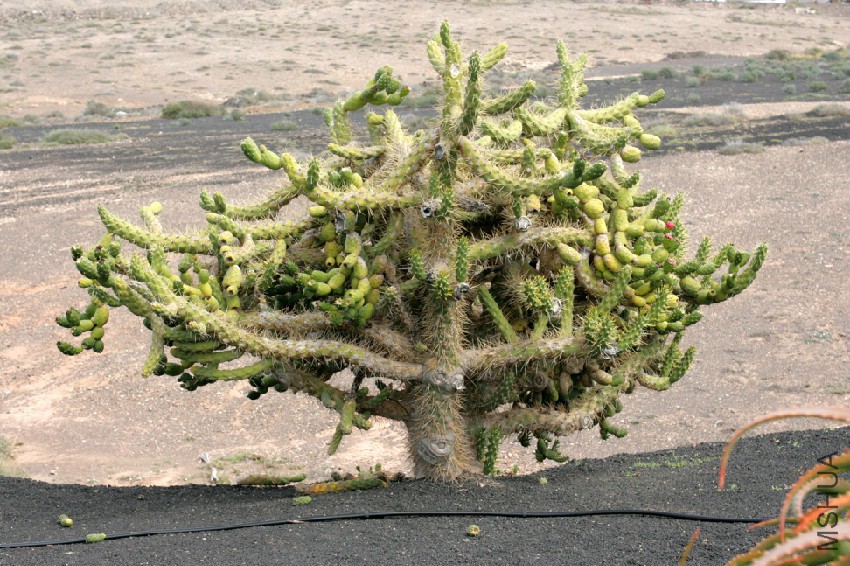 Yaiza_Playa_Blanca_-_Calle_La_Calera_-_Austrocylindropuntia_subulata_02_ies.jpg