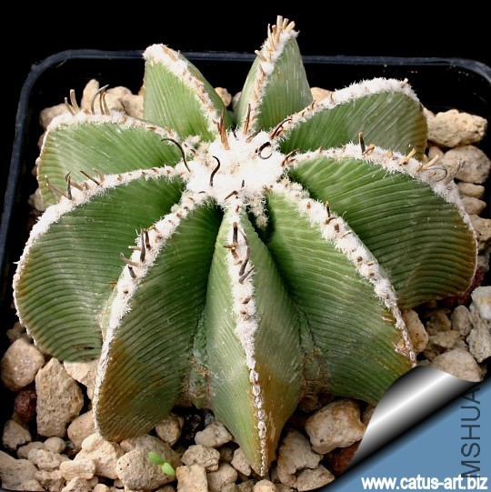 Aztekium_hintonii_540.jpg