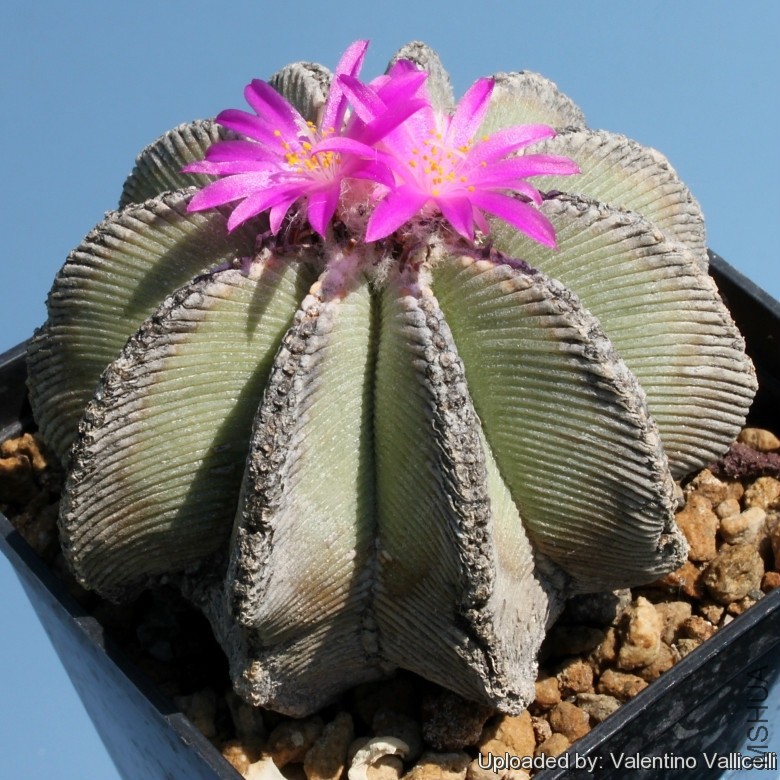 Aztekium_hintonii_7343_l.jpg