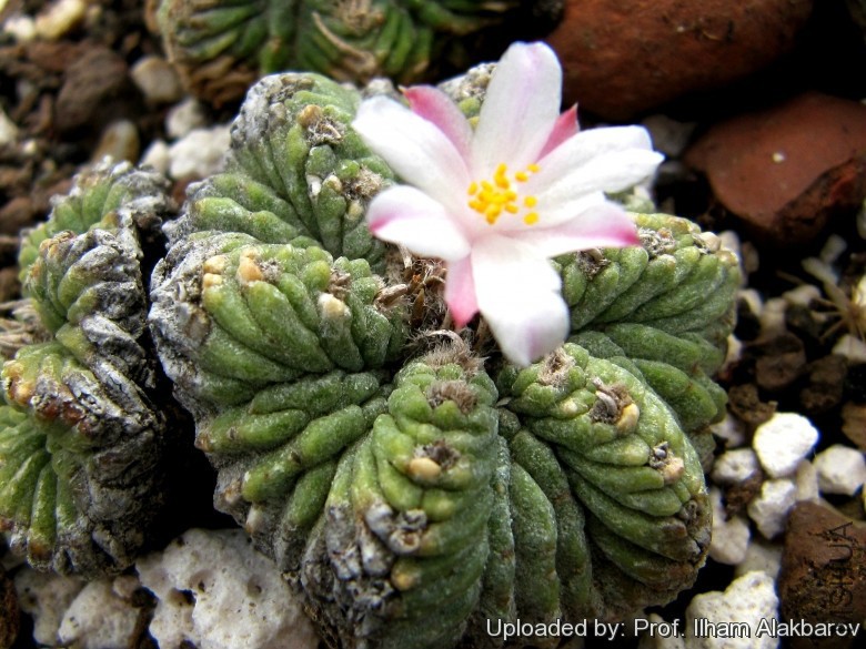 Aztekium_ritteri_25831_l.jpg