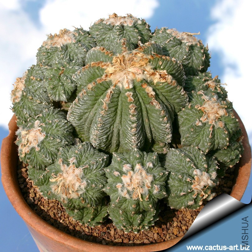 Aztekium_ritterii_clump_810.jpg