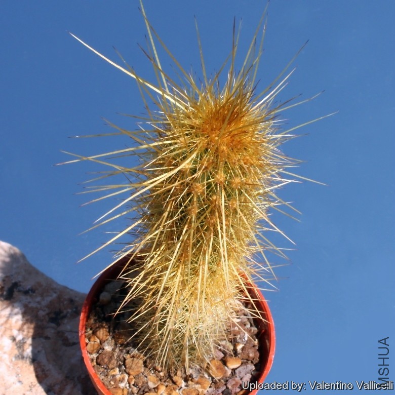 Bergerocactus_emoryi_8369_l.jpg