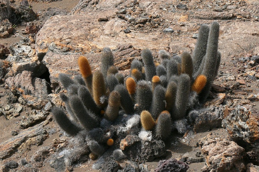 Brachycereus_nesioticus_2.jpg