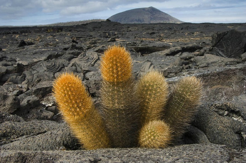 lava-cactus-brachycereus-nesioticus-pete-oxford.jpg