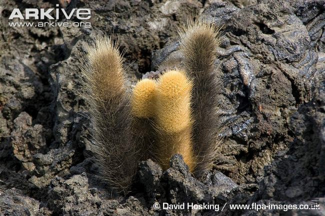 Lava-cactus-in-lava-flow.jpg