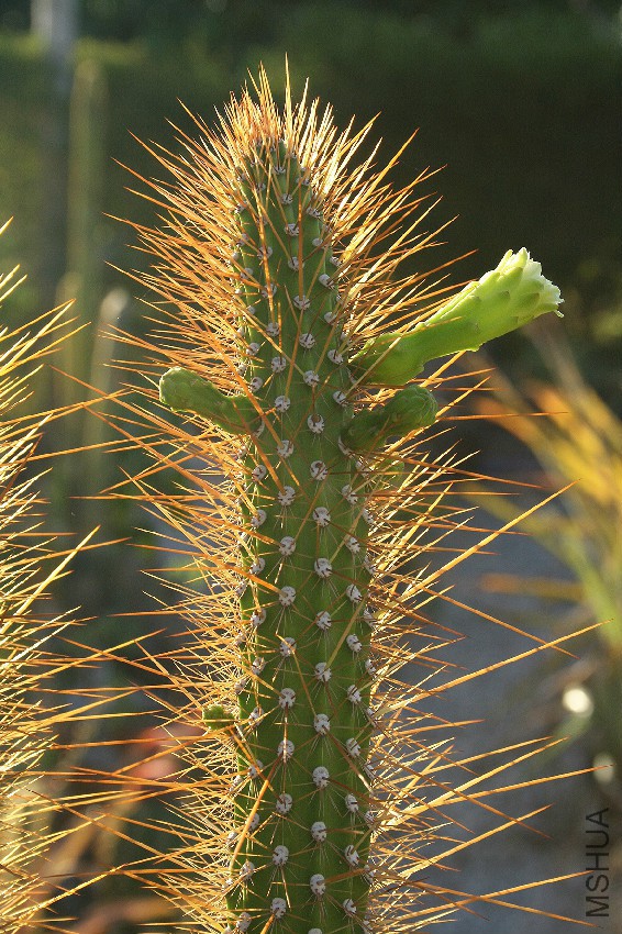 Bragaia_estevesii_flowering.jpg