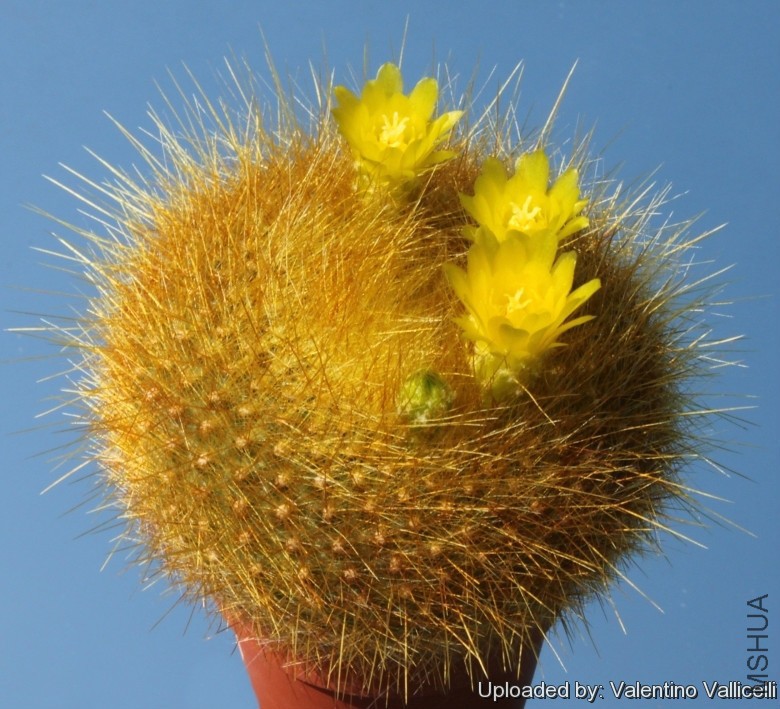 Brasilicactus_graessneri_var__flaviflorus_6967_l.jpg