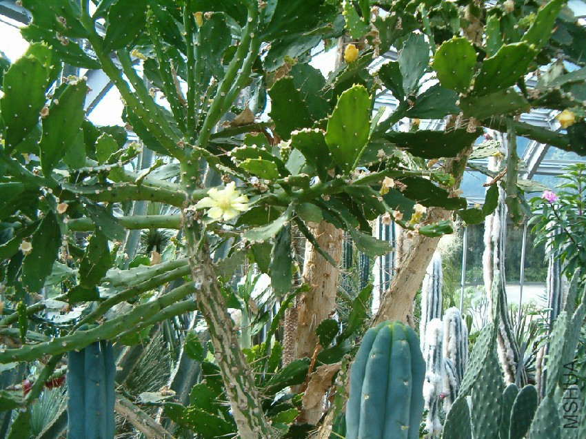 Brasiliopuntia_brasiliensis_HabitusFlowers_BotGard0906.jpg