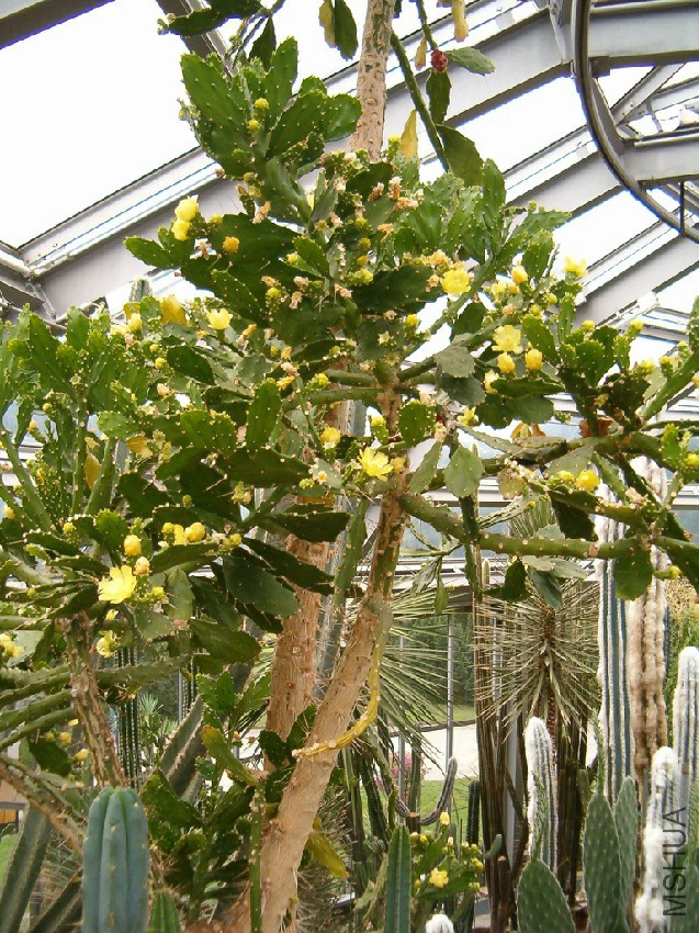 Brasiliopuntia_brasiliensis_HabitusFlowers_BotGardBln0806b.jpg