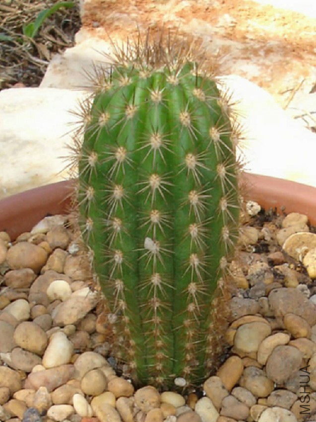 Browningia-candelaris-Candleholder-Cactus4.jpg