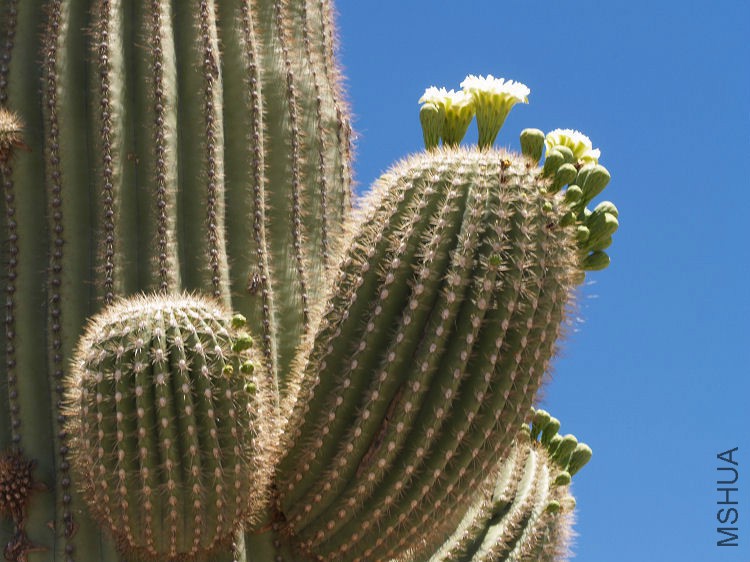 carnegiea gigantea 4.jpg