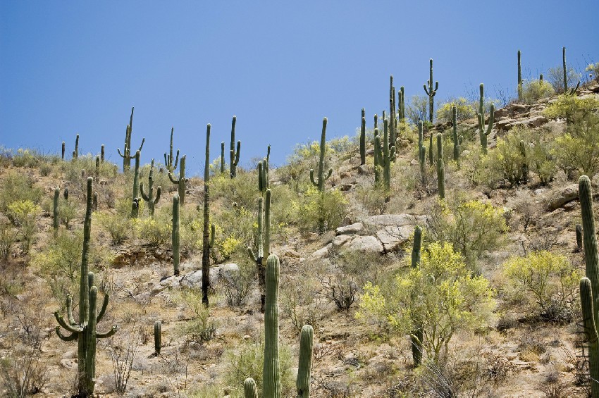 Carnegiea_gigantea_Saguaro_NP_1.jpg