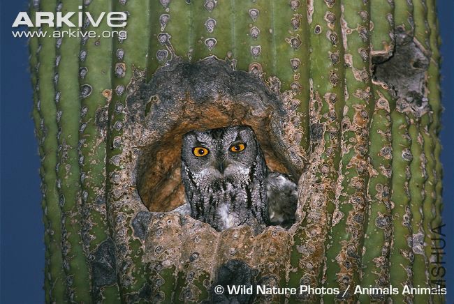 Owl-nesting-in-a-saguaro.jpg