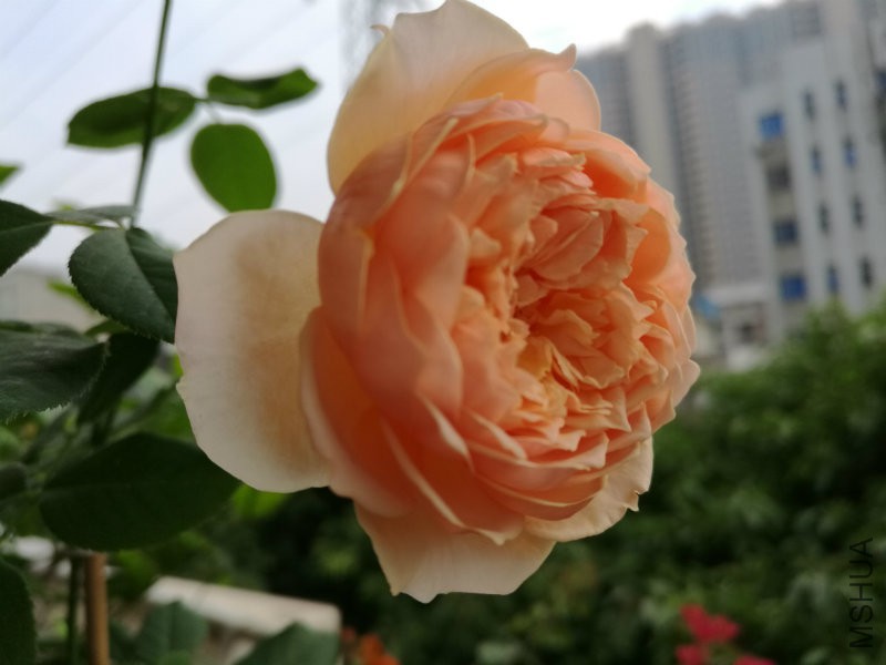 IMG_20161016_164639.jpg