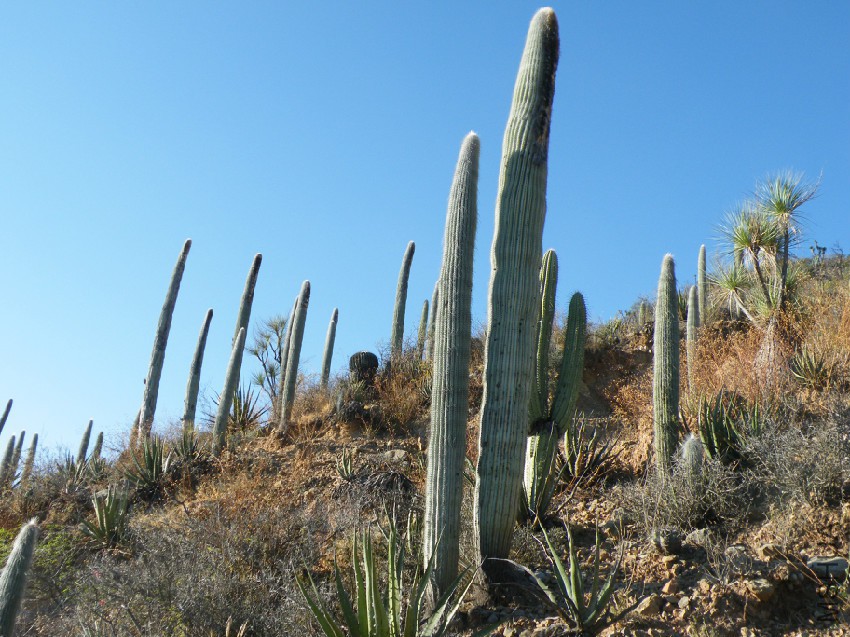 Cephalocereus_columna-trajani_(5754202804).jpg