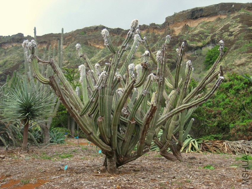 Cephalocereus_palmeri_-_Koko_Crater_Botanical_Garden_-_IMG_2195.jpg