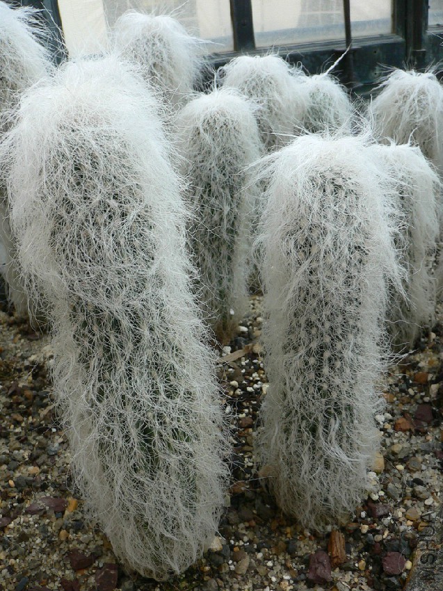 Cephalocereus_senilis.jpg