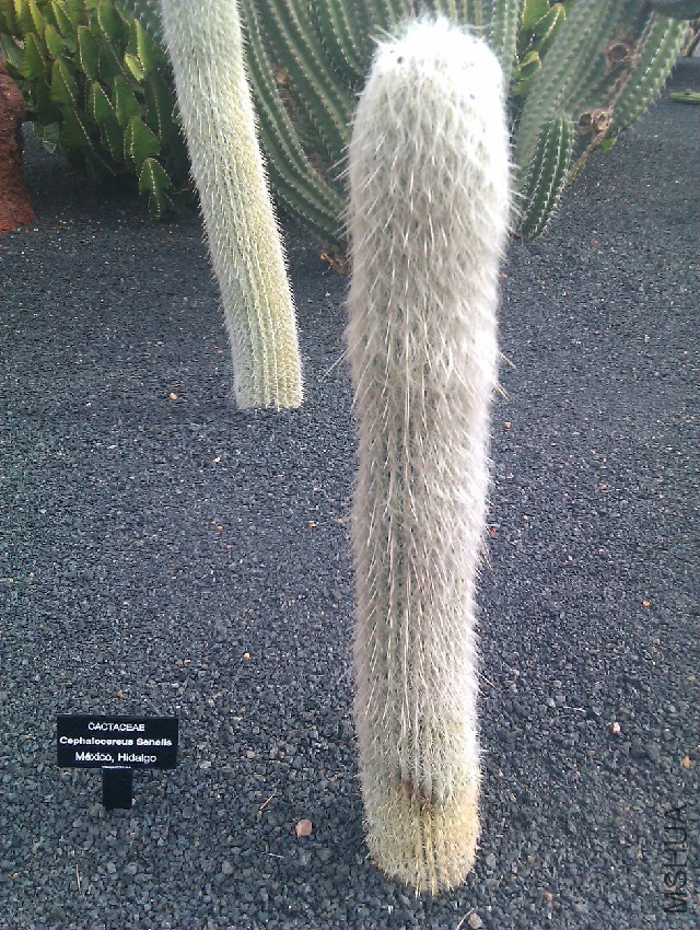 Cephalocereus_senilis_9.jpg