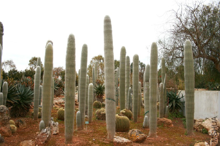 Ses_Salines_-_Botanicactus_-_Cephalocereus_senilis_02_ies.jpg