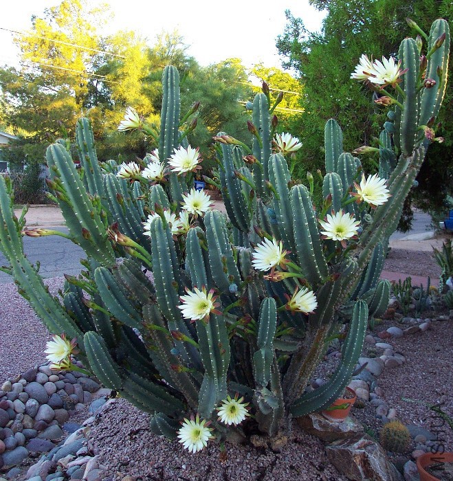 Cereus hilmannianus ssp uruguayanus01.jpg