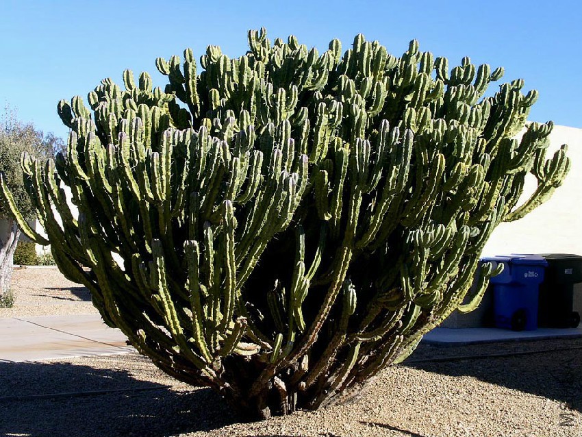 Cereus lamprospermus.jpg