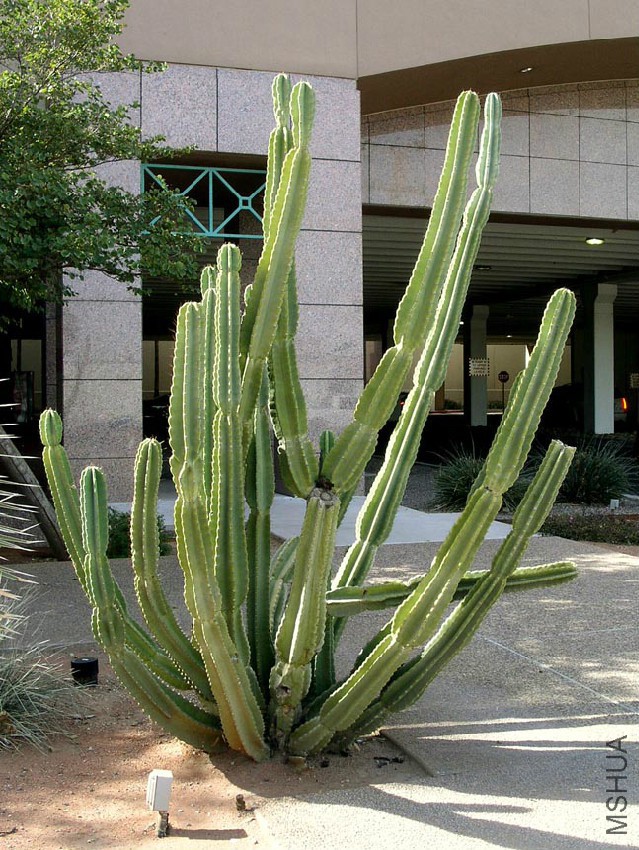 Cereus peruvianus.jpg