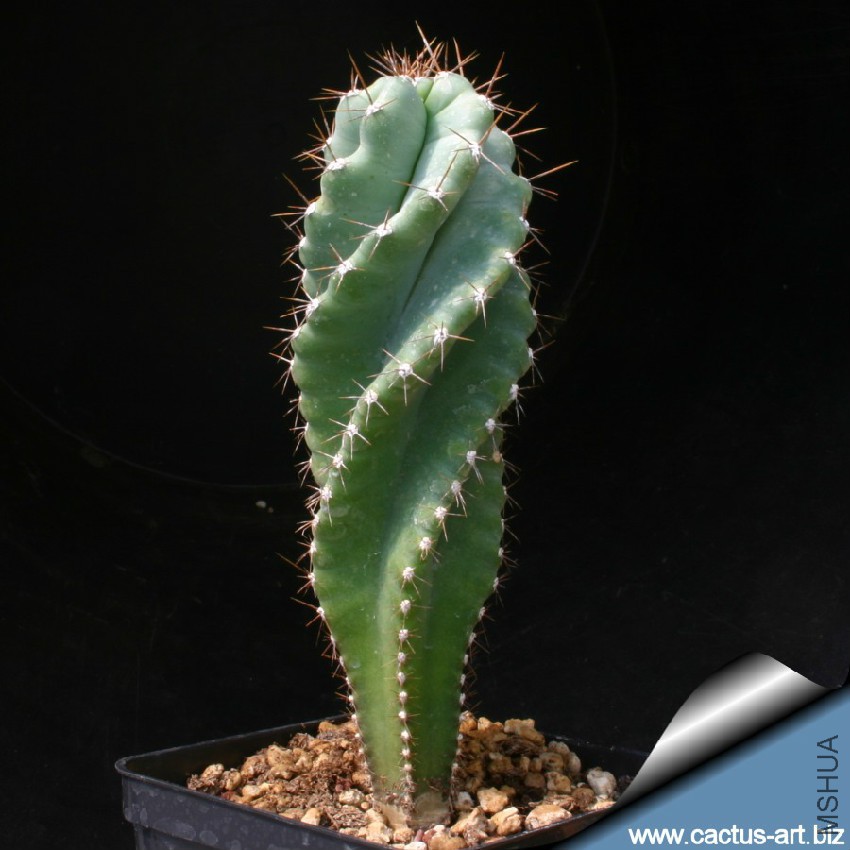 Cereus_forbeesii_spiralis_seedling_810.jpg
