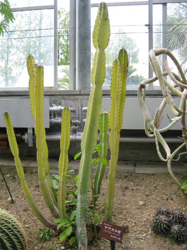 Cereus_jamacaru1.jpg