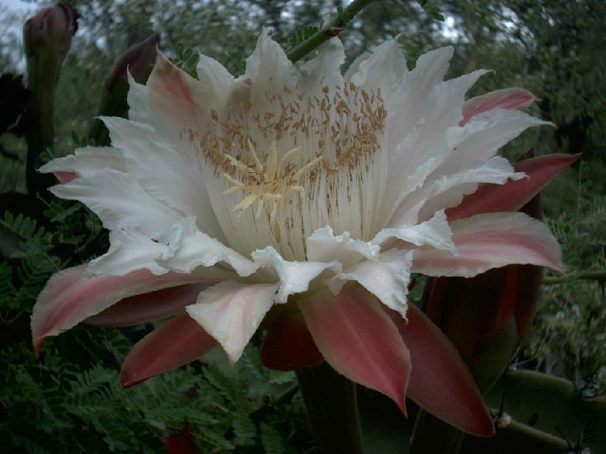 Cereus-forbesii1.jpg