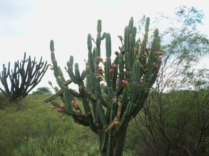 Cereus-forbesii2.jpg
