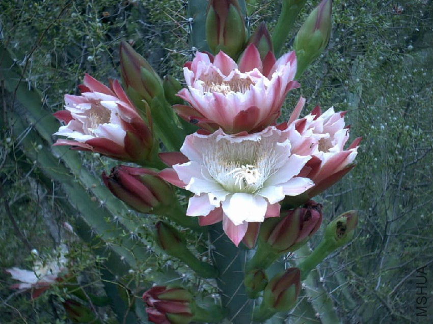 Cereus-forbesii3.jpg