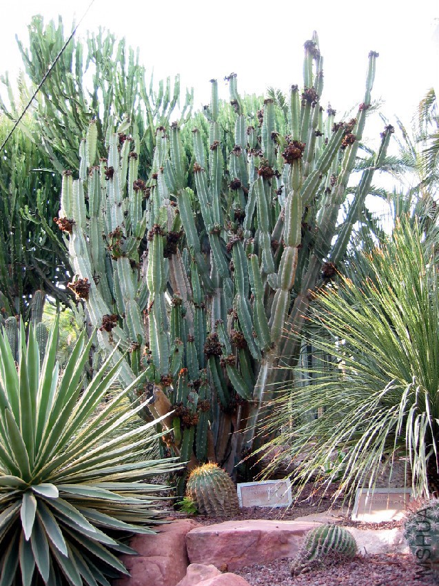 Cereus-peruvians.jpg