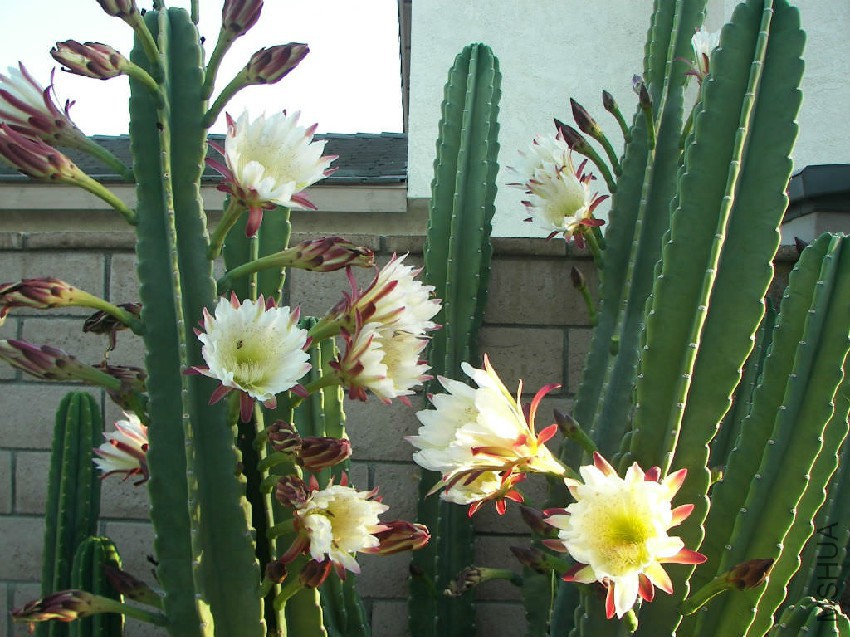 Cereus-repandus-Peruvian-Apple-Hedge-Cactus.jpg