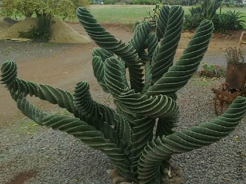 Cereus-validus-Spiralis-Spiraled-Cereus2.jpg