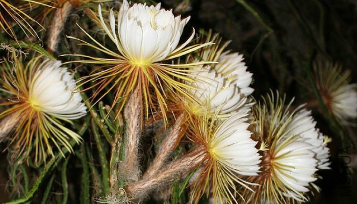 night-blooming-cereus-img.jpg